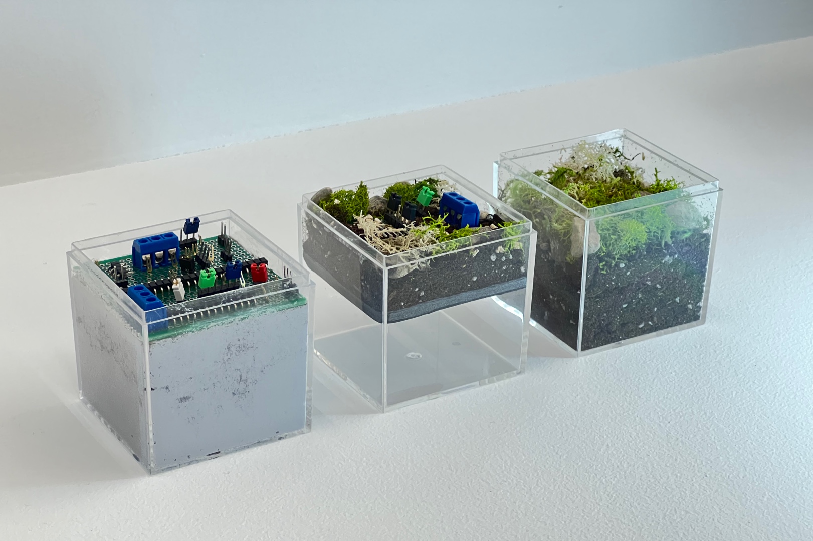 Three transparent MOSSCUBE habitats containing circuit boards, soil, moss and stones