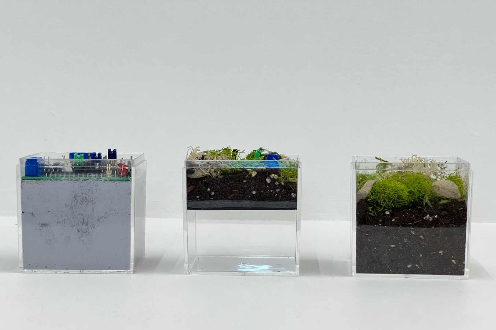 Front view of three transparent installation cubes with different moss and technology environments